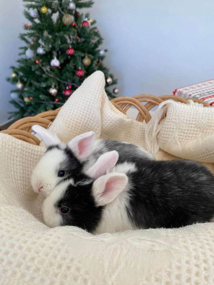 Coelhinhos anões mini lop (orelhudos)