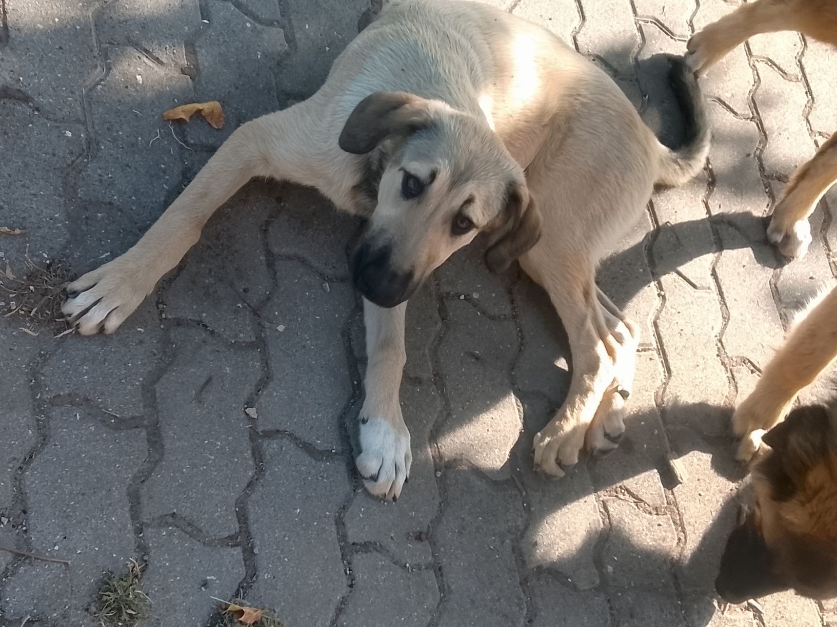 Cão para adopção