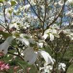 Árvore ou arbusto Cornus Florida