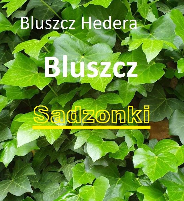 Bluszcz zimozielony -20 szt sadzonki -wysył