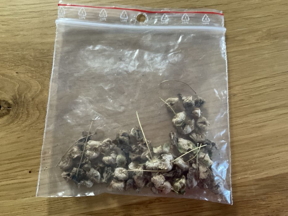 Nasiona firletka omszona karminowa ślaz dziki malwa dzika