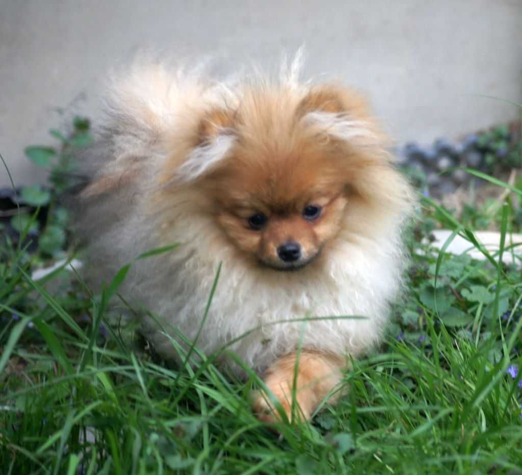 POMERANIAN  FCI - Szpic Miniaturowy PIESEK