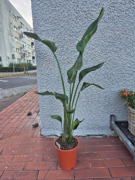 Strelicja Nicolai biała 2 rośliny w jednej doniczce 124cm