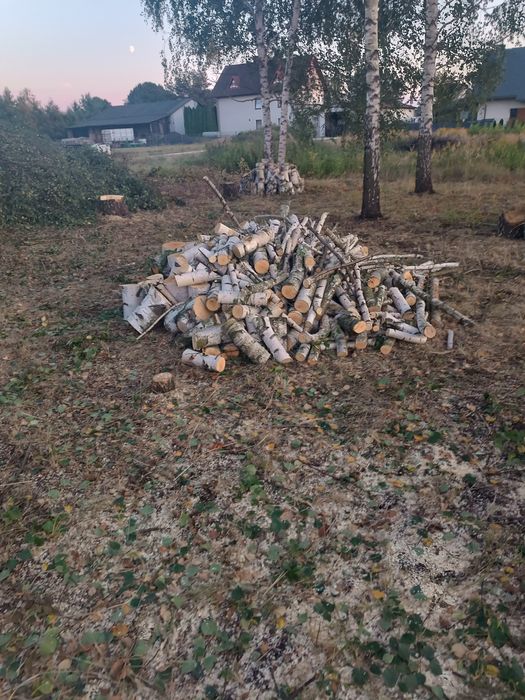 sprzedam drzewo brzoza