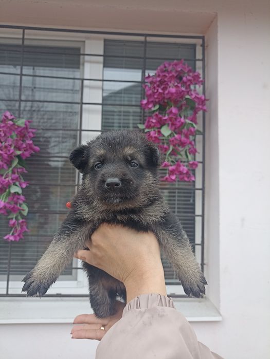 Продам щенков ВЕО