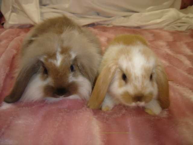 Морская Свинка. и Декоративные Малыши - Мини. и Клетки.