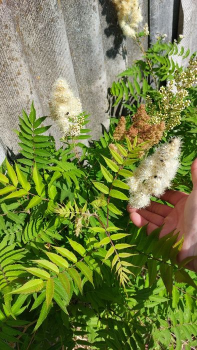 Рябіннік(горобинник) рябінолистий,мускарі,тюльпан ботанічний.