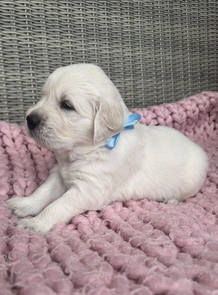 GOLDEN Retriever Piesek ZKWP FCI Po Championie