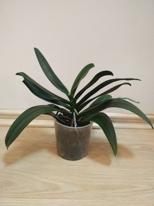 Орхидея фаленопсис, пелор оранжевая