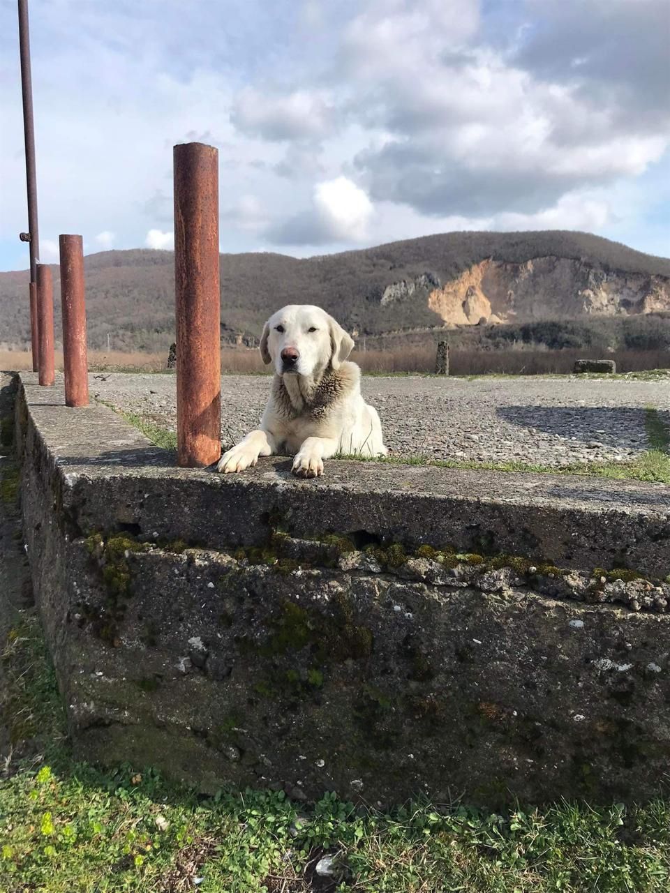 Sunia w typie labradora