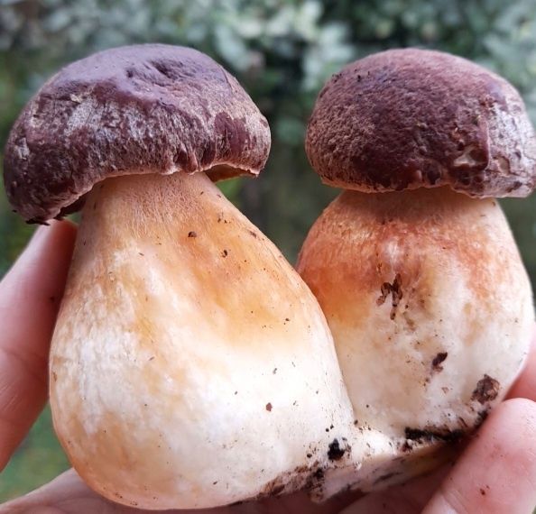 Cogumelos silvestres, Legumes, frutas, etc..tudo bio...