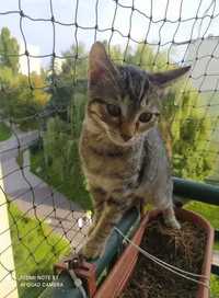 MUSTANG - Malutki kotek - tęskni za domem...pomóż..