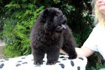 Chow-chow po Championach z rodowodem ZKwP FCI