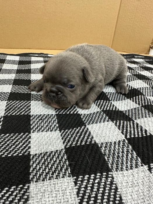 Bulldog Francês Exótico