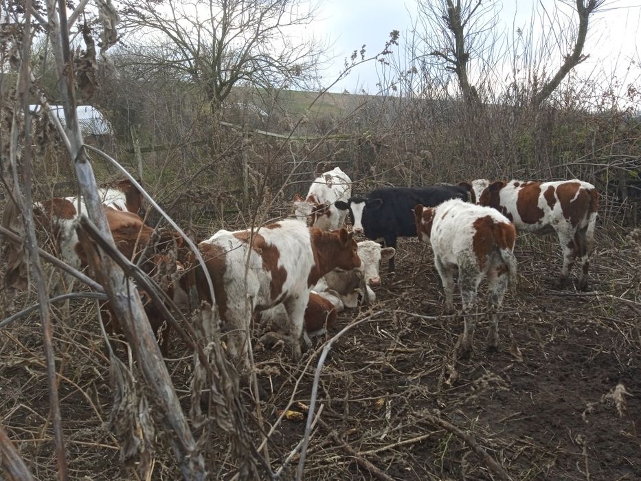 Продам 10 телят!!!