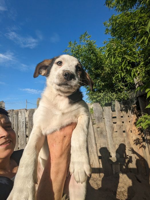 Щенята врятовані з вулиці, вакциновані шукаю родини хлопці та дівчата