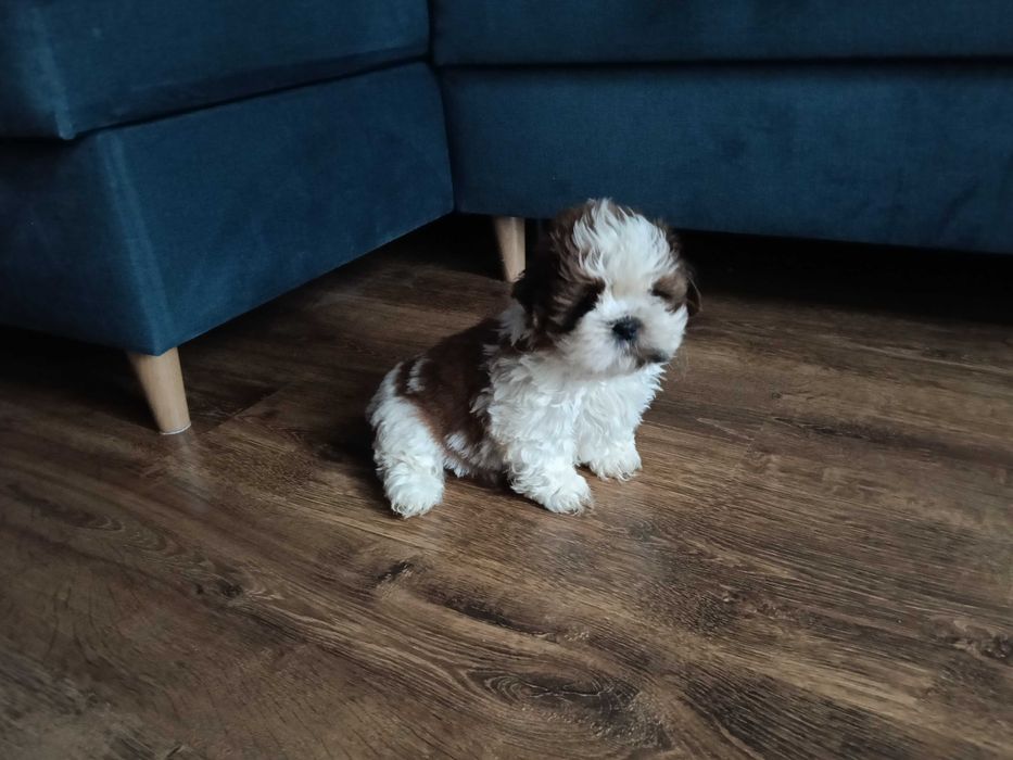 Shih tzu tricolor