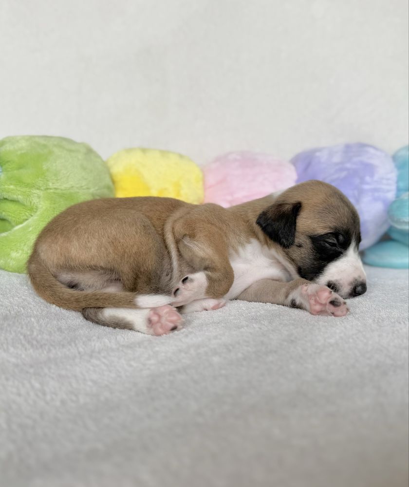 Whippet chart angielski