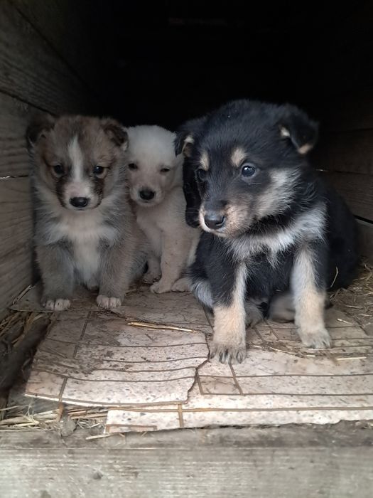 Цуценята в добрі руки