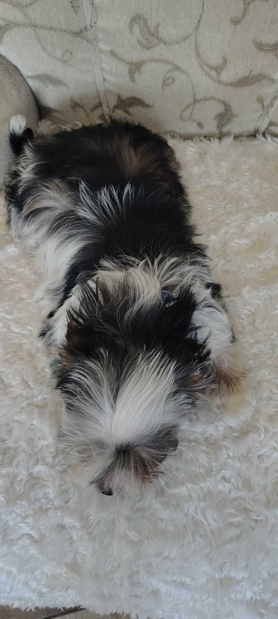 Piękny Yorkshire Terrier Color o błękitnych oczkach UNIKAT