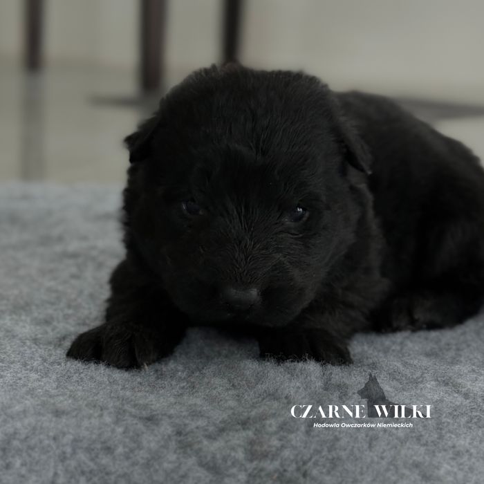 Owczarek Niemiecki Długowłosy - Piesek czarny - Hodowla Czarne Wilki