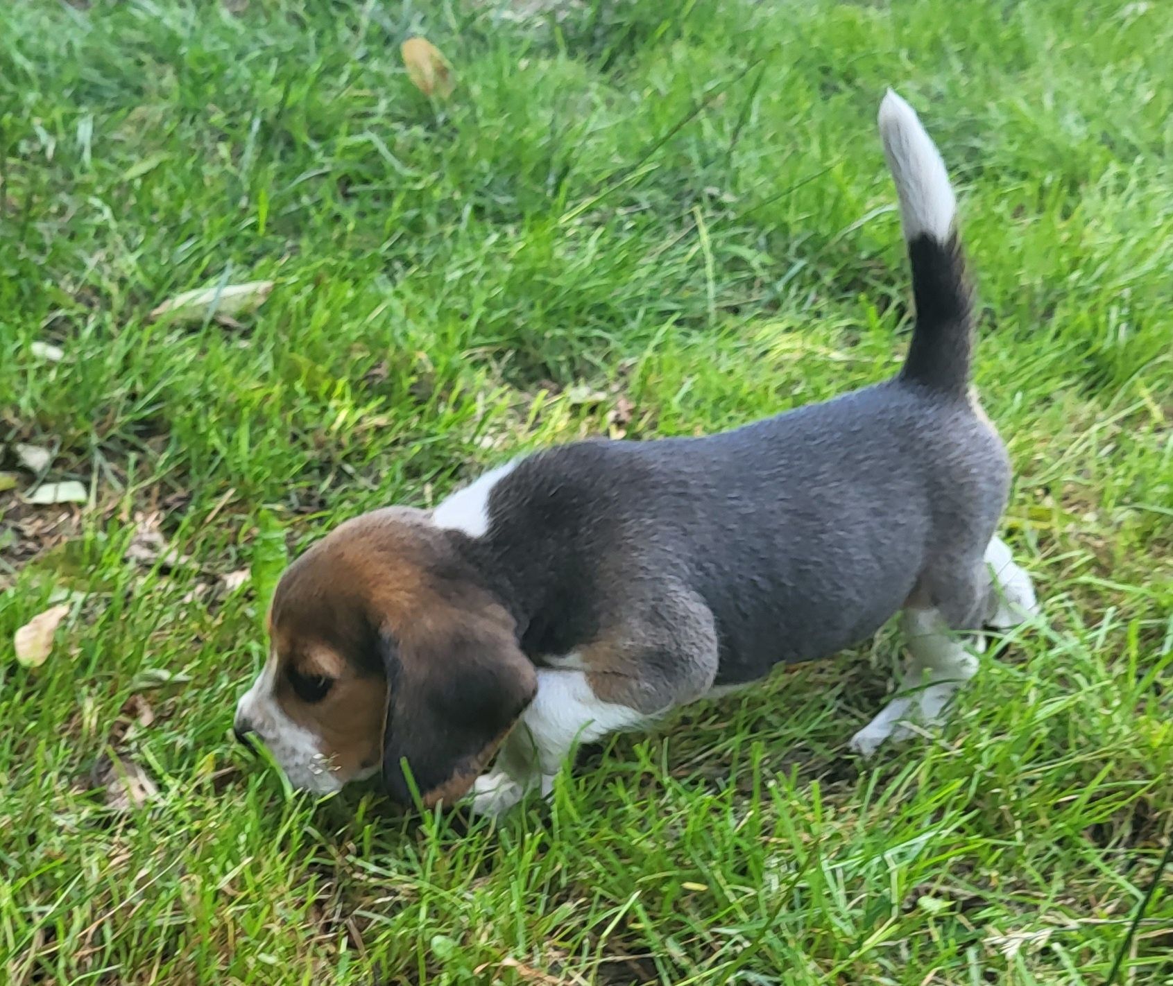 Beagle piesek sprzedam