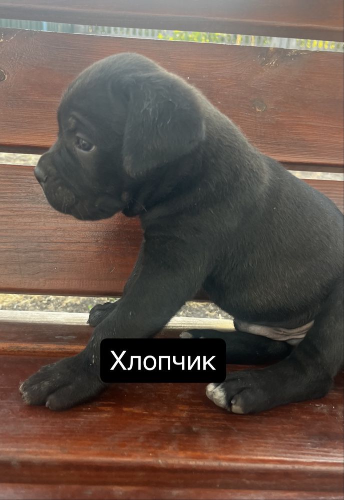 Продам чистокровних  цуценят