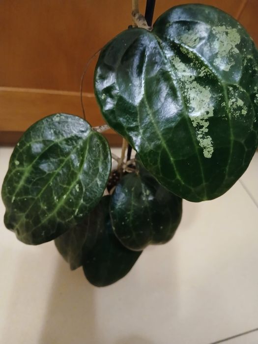 Hoja Latifolia sadzonka kwiat domowy