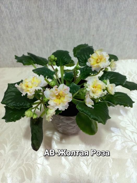 Фіалки трейлери і стандарти, сортові.