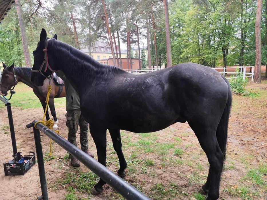 sprzedam konia polimera