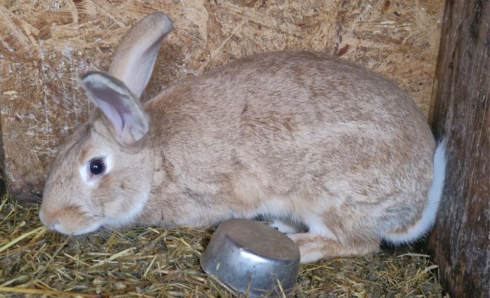 Продам кролів живою вагою