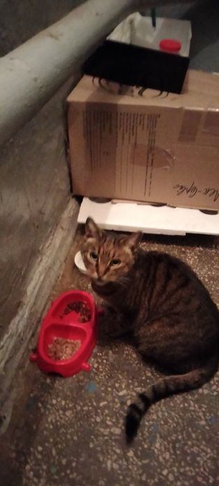 Тигровая кошечка ждет своего хозяина