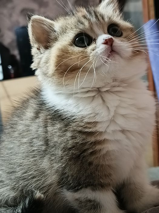 Котята шотландские