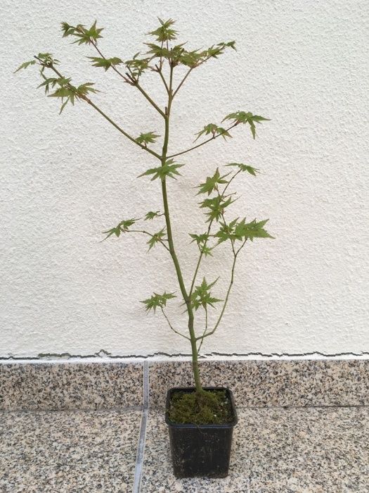 Acer palmatum 40cm a 80cm para bonsai ou jardim