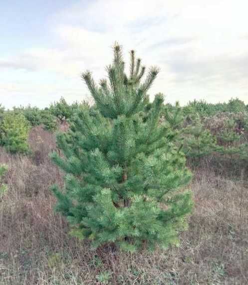 Сосна новорічна.