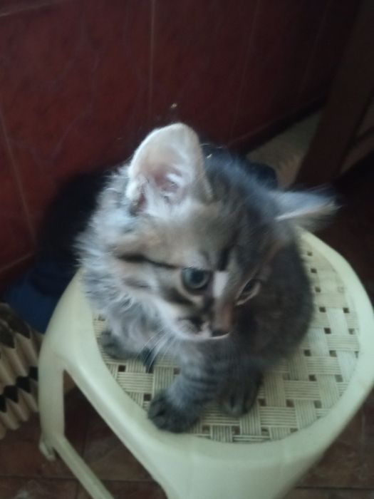 В добрые руки отдам домашних красивых котят