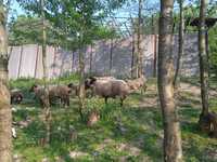 Продам  вівці породи суфолка