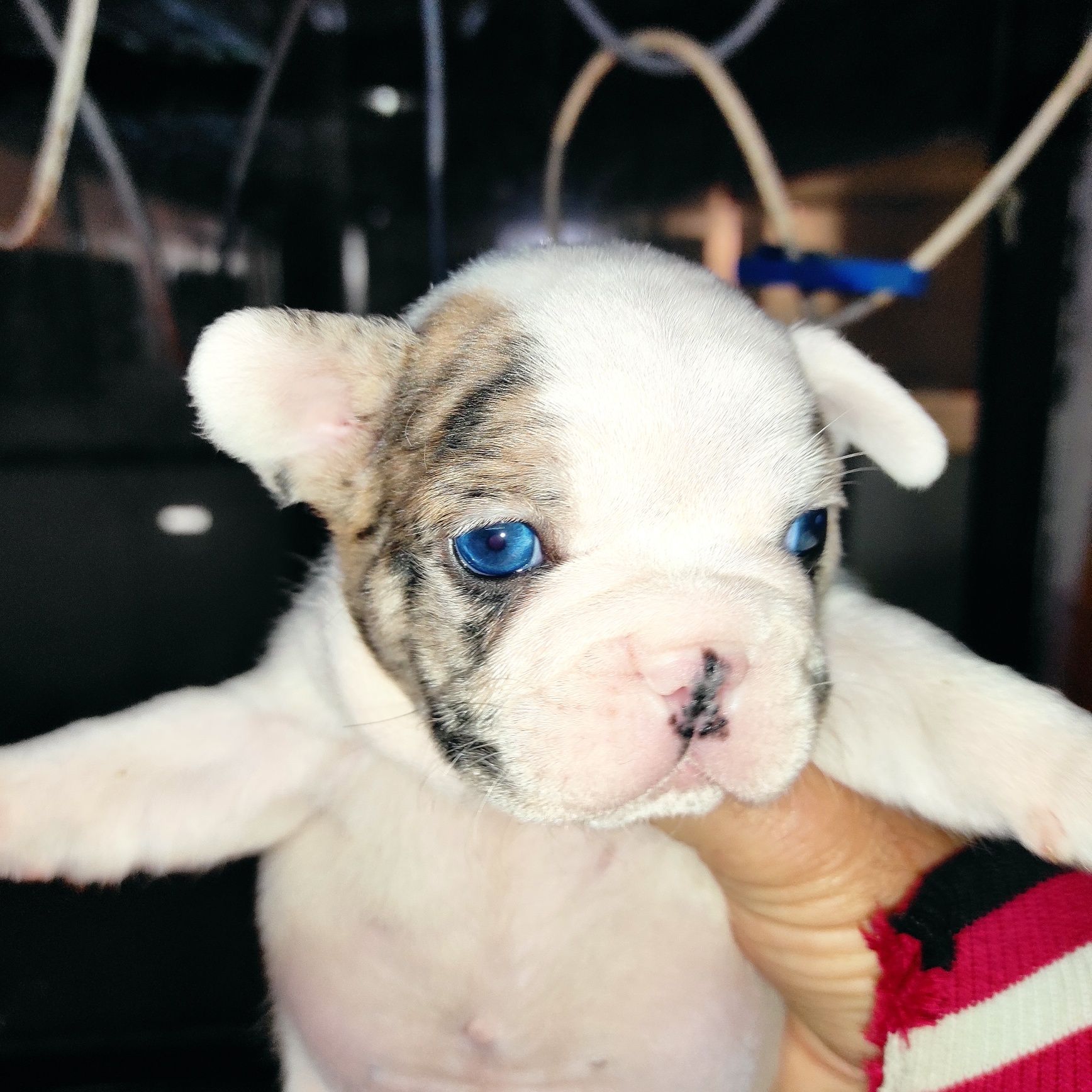 Bulldog francês Pied Merle.