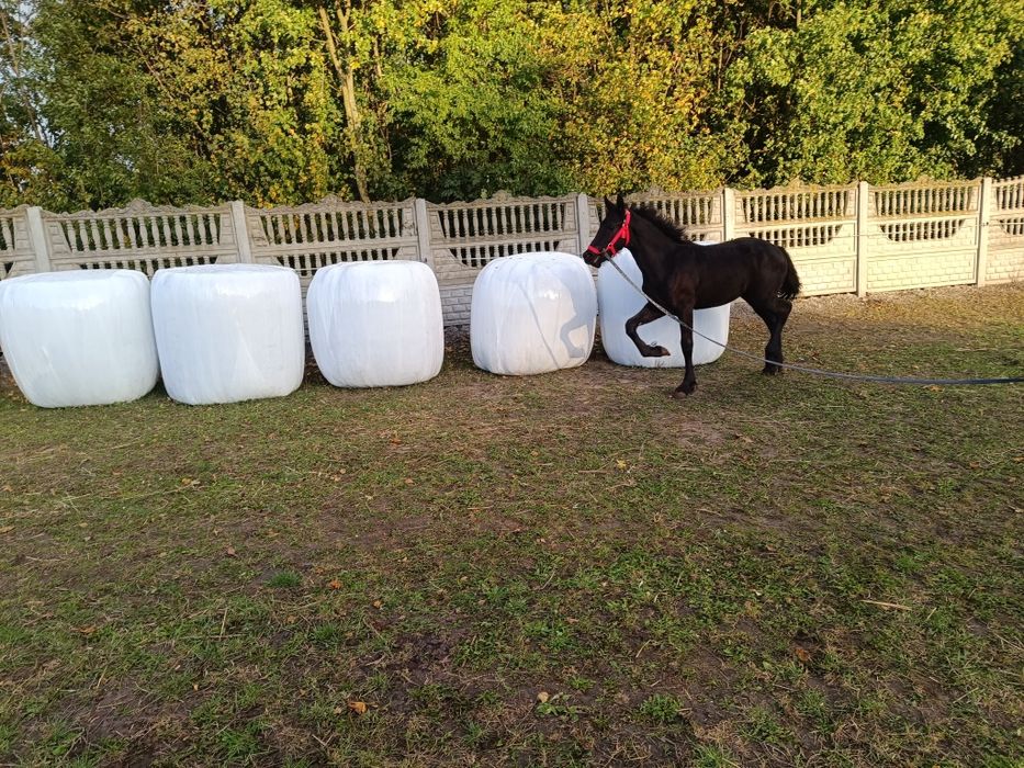 Fryzyjska,fryz,, klacz KFPS. Możliwość transportu
