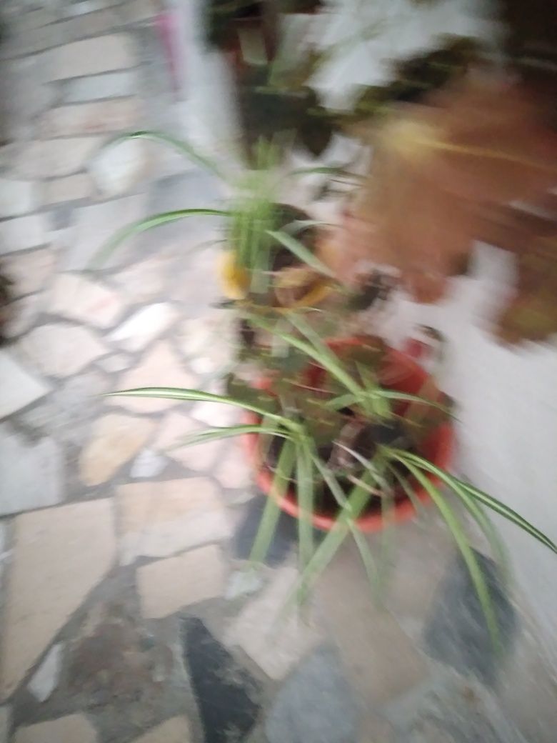 Plantas de interior e de jardim