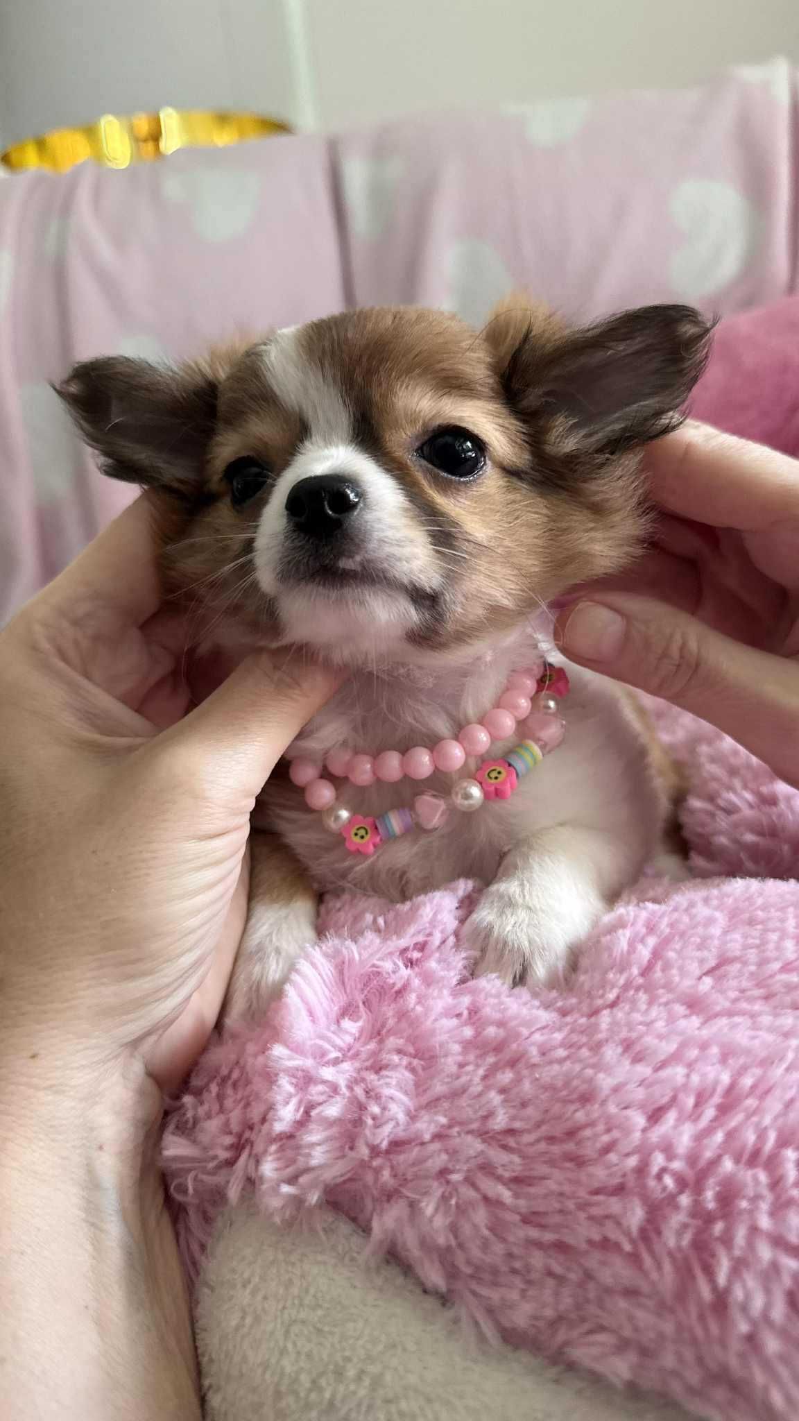 Piękna Dziewczynka Chihuahua z Rodowodem**Super Mini** do 1,6kg.