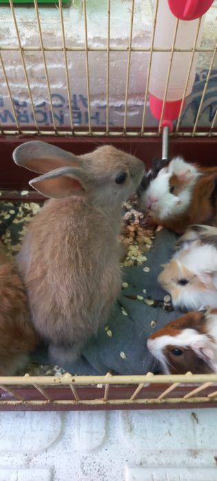 Кролики красивые