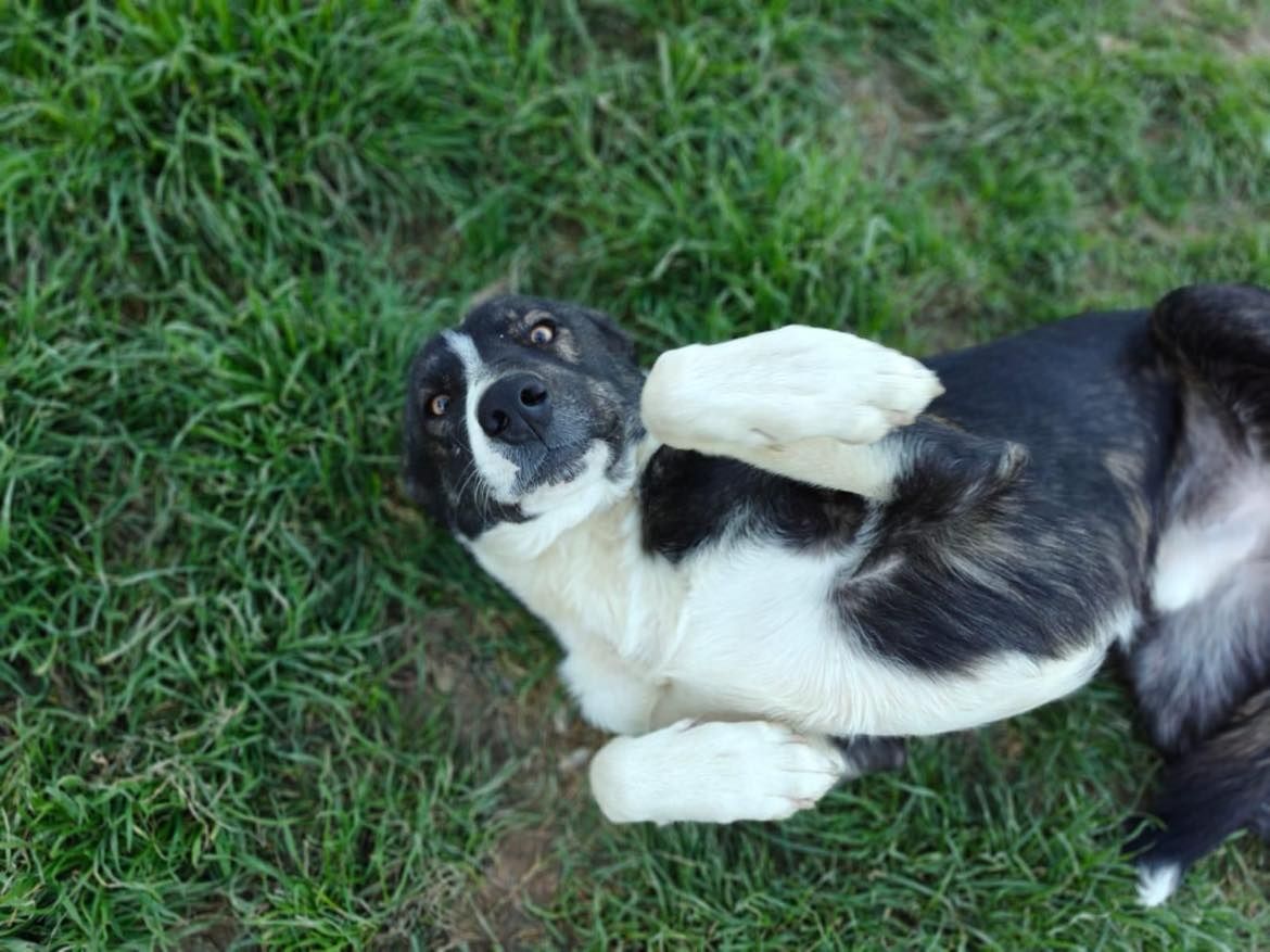 Piesek do Adopcji