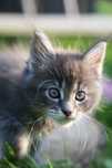 BENNY... Kocurek Maine Coon