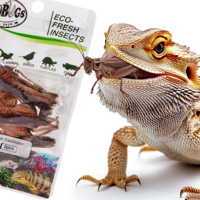 ProBugs Eco - świeże koniki polne 15 saszetek