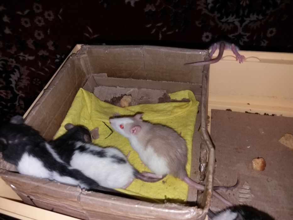 Крыски домашние, умные , 1 месяц от рождения.