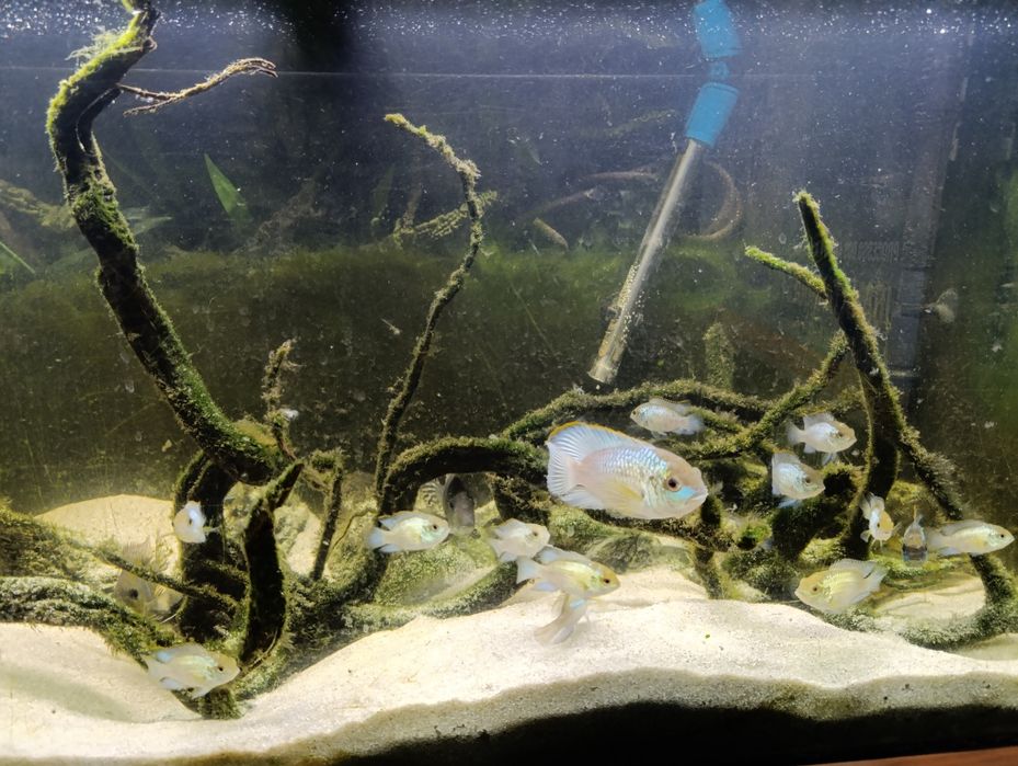 Ciclídeos americanos Electric Blue Acara (Andinoacara Pulcher)