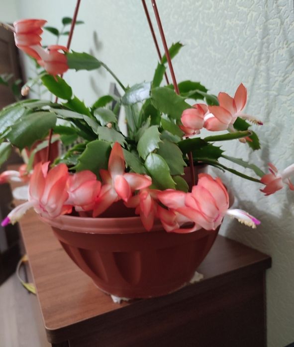 Продам  кімнатні  квіти
