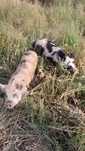 Casal de porcos kunekune