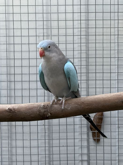 Derbiana , Rosela, Princesa Gales , king Parrot